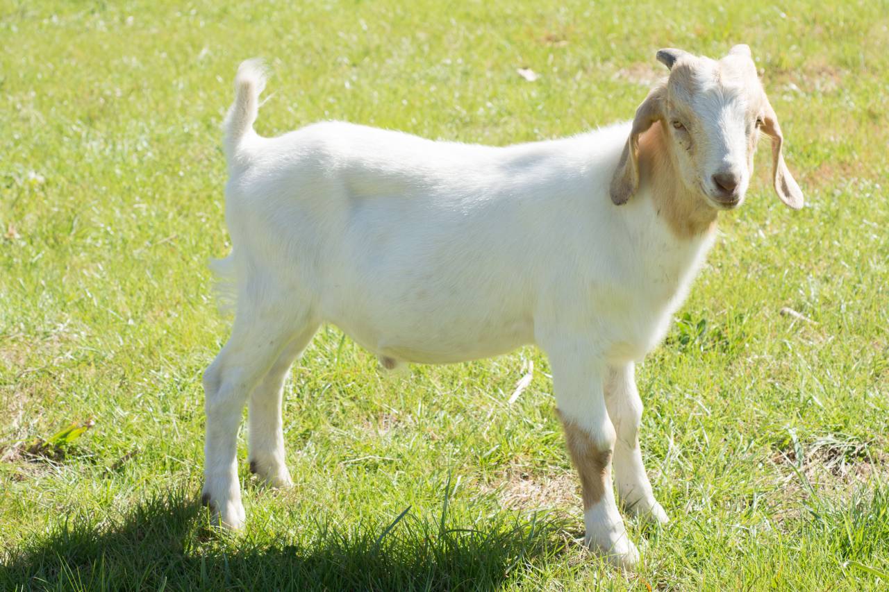 Cabrito, Granja, Ganado, Animal, Rural, Agricultura, Pastoreo, Niño, Primavera, Joven, Lindo, Juguetón, Peludo, Naturaleza, Pasto, Domesticado, Mamífero, Herbívoro, Vida en el campo, Corral,