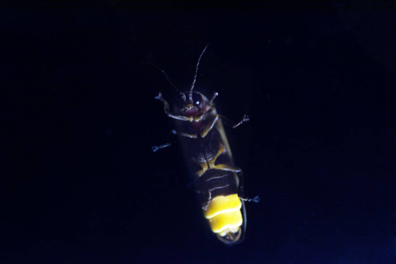 Glowing, Bioluminescence, Insect, Nighttime, Wings, Illuminated, Light, Illumination, Nature, Wildlife, Close-up, Macro, Flashing, Blinking, Luminous, Sparkling, Twinkling, Glittering, Nocturnal, 
