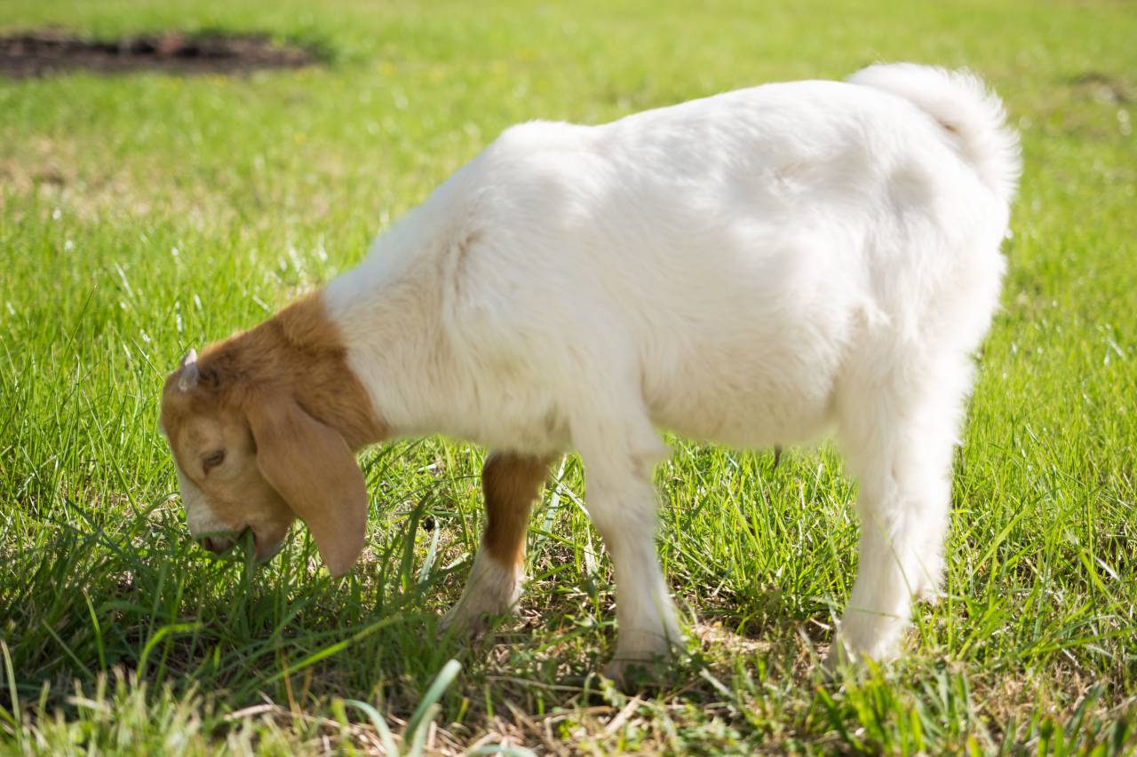 Cabra joven, Comer, Césped, Agricultura, Granja, Animal, Naturaleza, Flora y fauna, Domesticado, Herbívoro, Niño, Lindo, Peludo, Marrón, Visto, Al aire libre, Pasto, Pasto, Rural, Campo, Verdor, Primavera, Estacional, Curiosidad, Juguetón ,