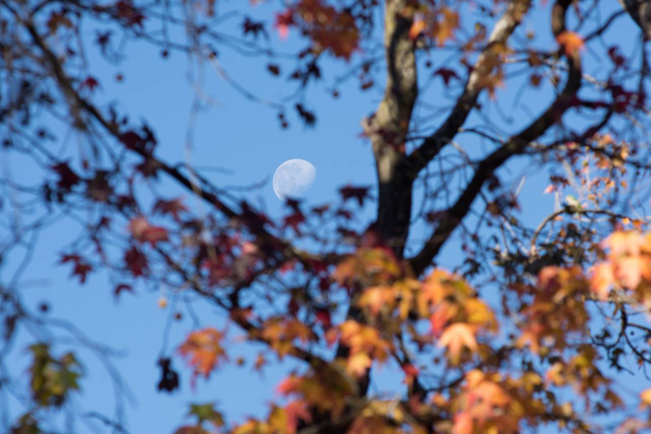 Luna, Día, Árboles, Naturaleza, Cielo, Sol, Belleza, Paisaje, Aire libre, Brillante, Iluminado, Completo, Lunar, Celeste, Astronomía, Luz del sol, Resplandor, Iluminación, Luz, Resplandeciente,