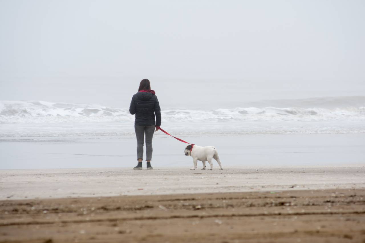 Woman, walking, beach, English Bulldog, dog, winter, pet, animal, leisure, outdoor, activity, cold, fresh air, exercise, bond, companionship, fur, coat, paw, wet sand, ocean, horizon, tranquility, calm, peaceful, 