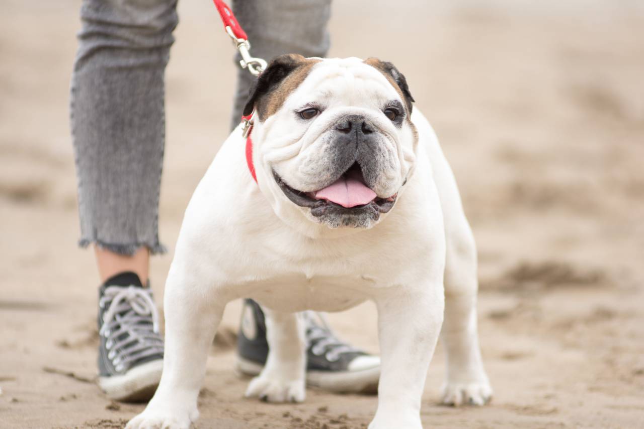 Woman, walking, beach, English Bulldog, dog, winter, pet, animal, leisure, outdoor, activity, cold, fresh air, exercise, bond, companionship, fur, coat, paw, wet sand, ocean, horizon, tranquility, calm, peaceful, 
