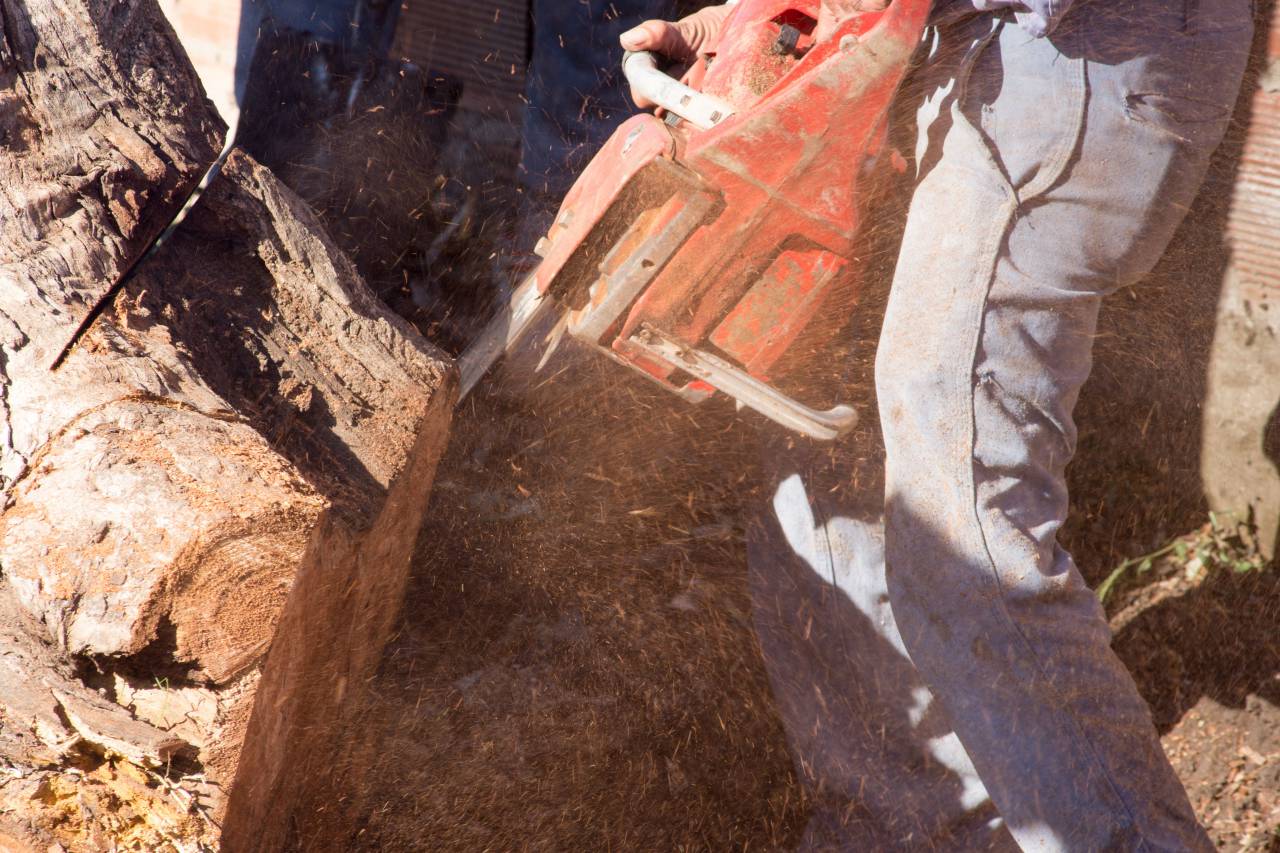 Eucalyptus, trunk, chainsaw, woodcutter, logging, timber, sawing, cutting, forestry, industry, occupation, worker, hard work, power tool, sharp, dangerous, safety, protective gear, trees, nature, outdoors, landscape, environment, sawdust, splinters, 