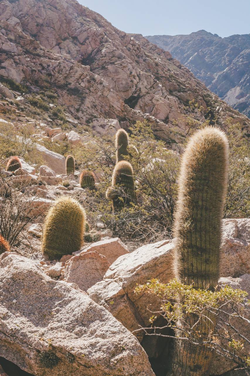 jujuy, argentina, cactus, paisajes, naturaleza, desiertos, unesco, montañas, rock, america, andes, humahuaca, azules, quebrada, viajes, latín, purmamarca, coloridas, altiplano, sur, cielos, patrimonio, punto de referencia, sudamerica, salta , norte, alto, tilcara, valle, mundo, norteño, majestuoso, destino, cardon, pueblo, montañas, sitio, planta, al aire libre, colina, nacional, provincia, coloreado, turismo, rango, piedra, colores, argentino, cañón, hermoso ,