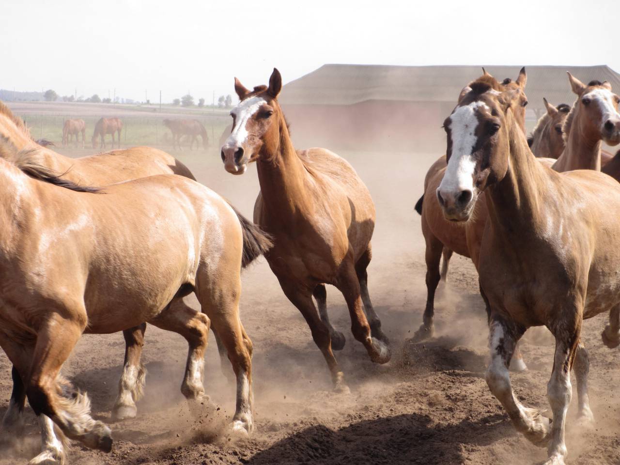 nature, equine, horse, herd, gallop, animal, equestrian, run, stallion, mammal, wild, mare, freedom, white, speed, bay, free, motion, fast, group, sky, power, dust, moving, isolated, black, sand, mane, force, male, strong, runner, beautiful, farm, brown, summer, ground, horses, young, emotions, desert, galloping, arabian, clouds, color, storm, forward, background, domestic, green, 