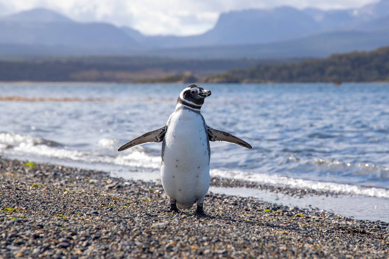 naturaleza, argentina, puerto madryn, chubut, fauna silvestre, reserva, patagonia, sudamerica, pájaro, pingüino, salvaje, animal, playa, península valdés, colonia, pingüino de magallanes, de cerca, acantilado, valdez, remoto, nadie, pampa, suciedad , habitat, verano, argentino, natural, día, spheniscus magellanicus, arbusto, adulto, pelaje, en blanco y negro, región, llanura, viaje, pampa, provincia, colonia de pingüinos, caleta valdes, punta tombo, animales, pingüinos, paisaje, mar puerto madryn, argentina, leones marinos, chile, fauna, panorama,