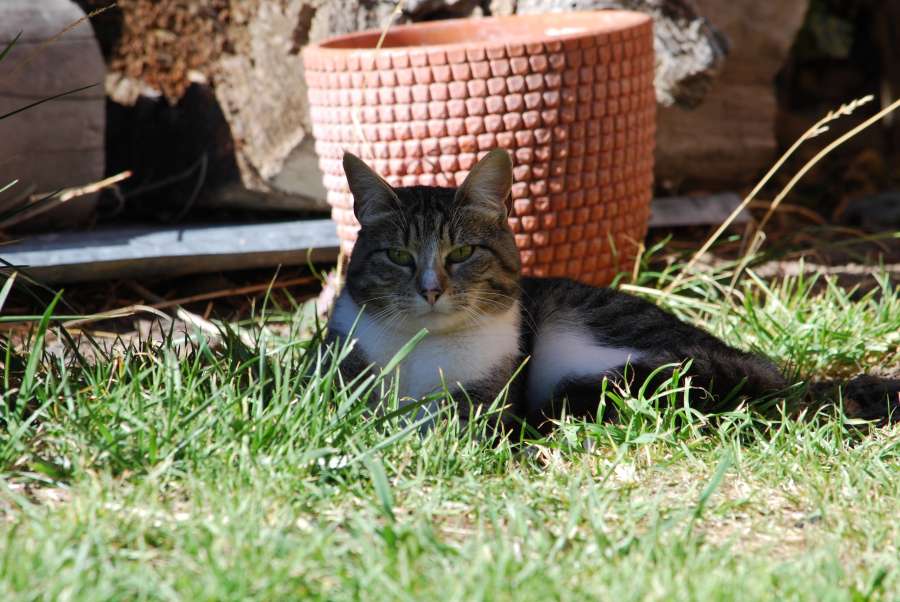 Cat, Gato, Durmiendo, sleeping, tarde, afternoon, sol,  sun, verde, green,