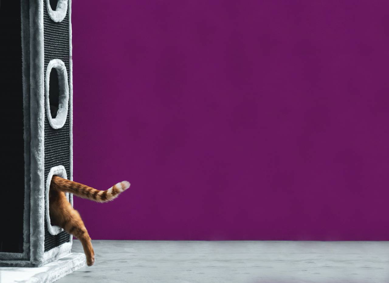 gato;casa;entrar;morado;pared,