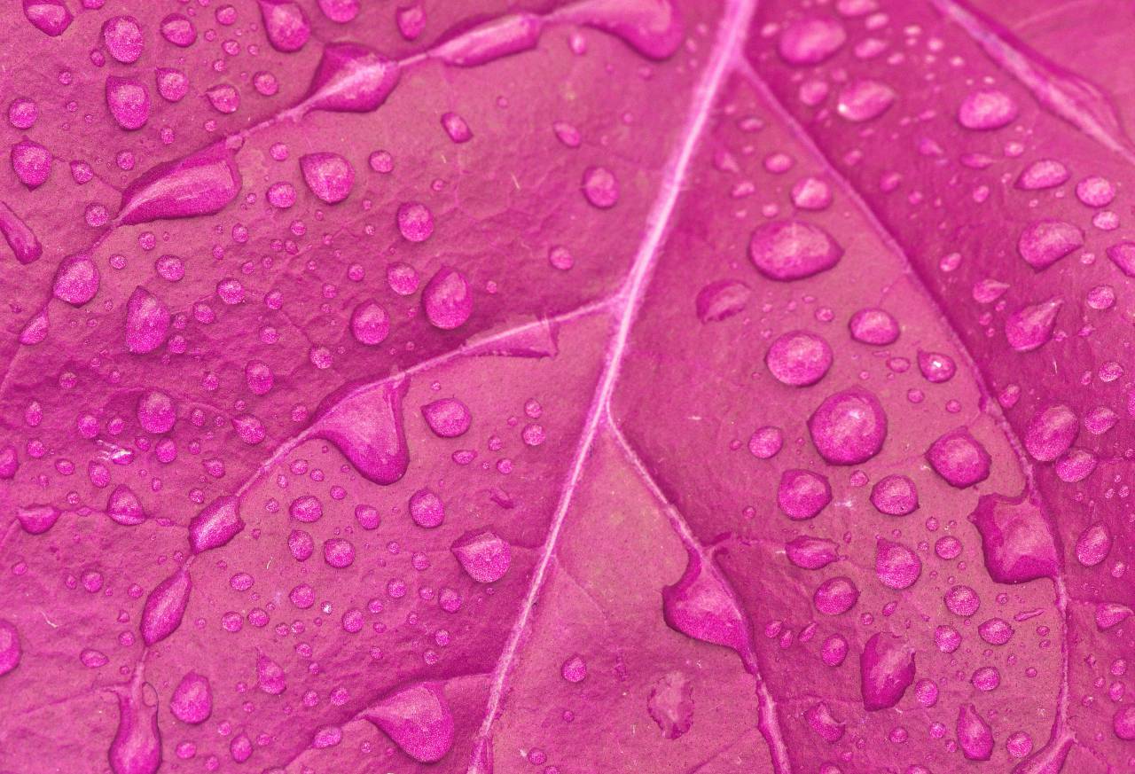 macro photography;leaf;purple;water;drops, 