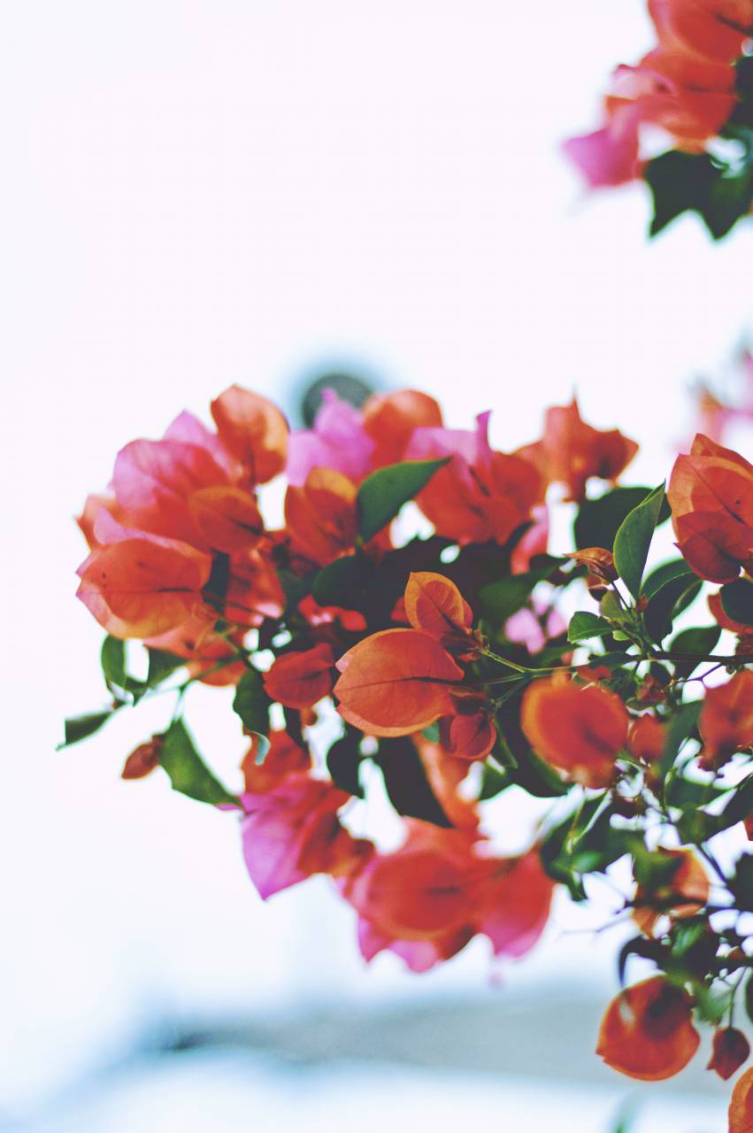 bougainvillea, flower, red, petals, garden, nature, sky, green, leaves, thorn, blur
, 
