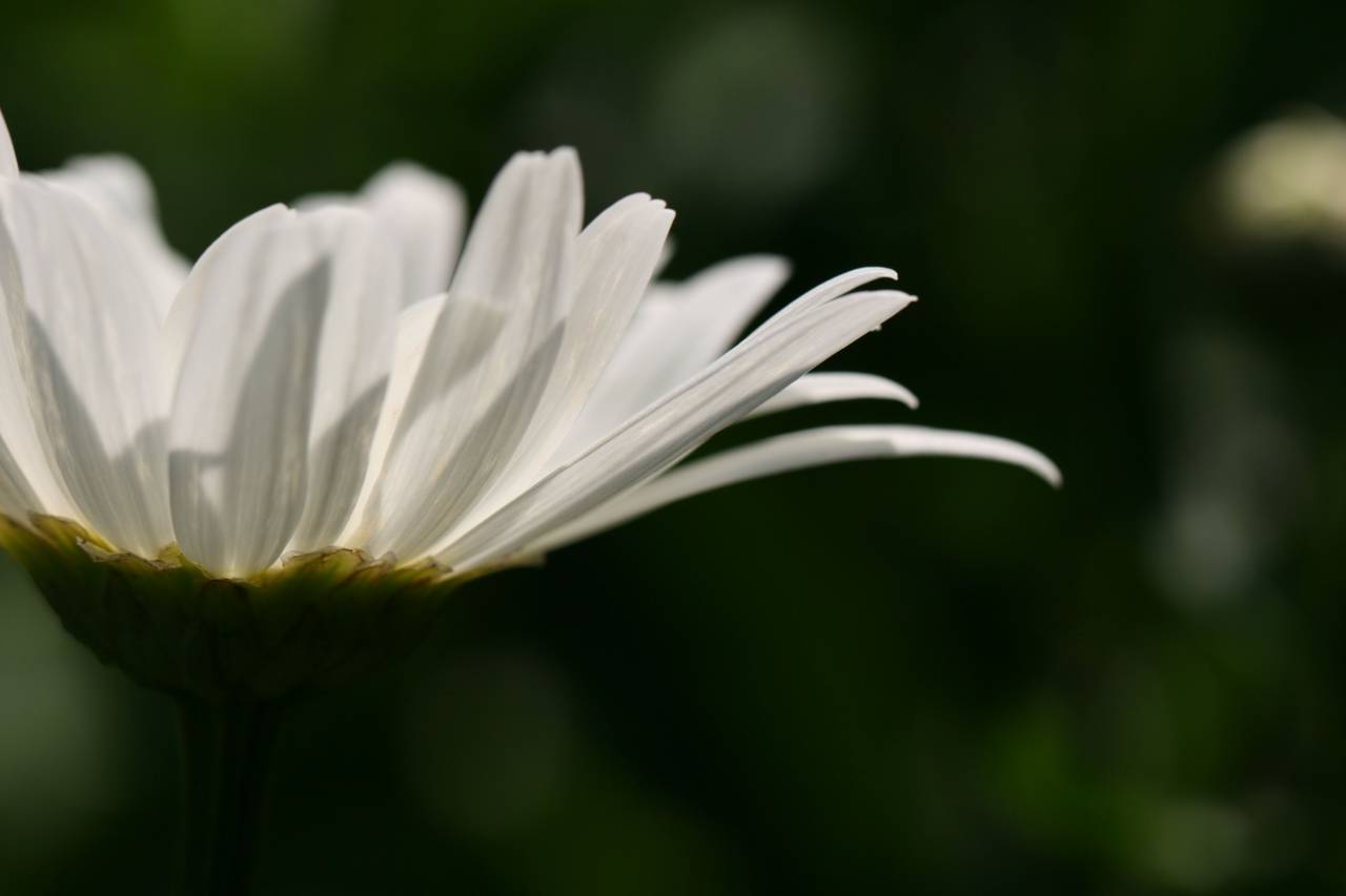 daisy, garden, nature, flora, plant, stem, flower, petals, outdoors, spring, summer, background, blossom
, 