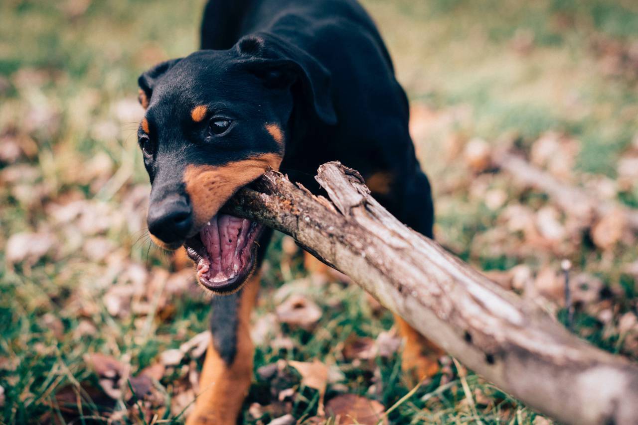 dog, puppy, animal, grass, green, black, brown, wood, fetch, play
, 