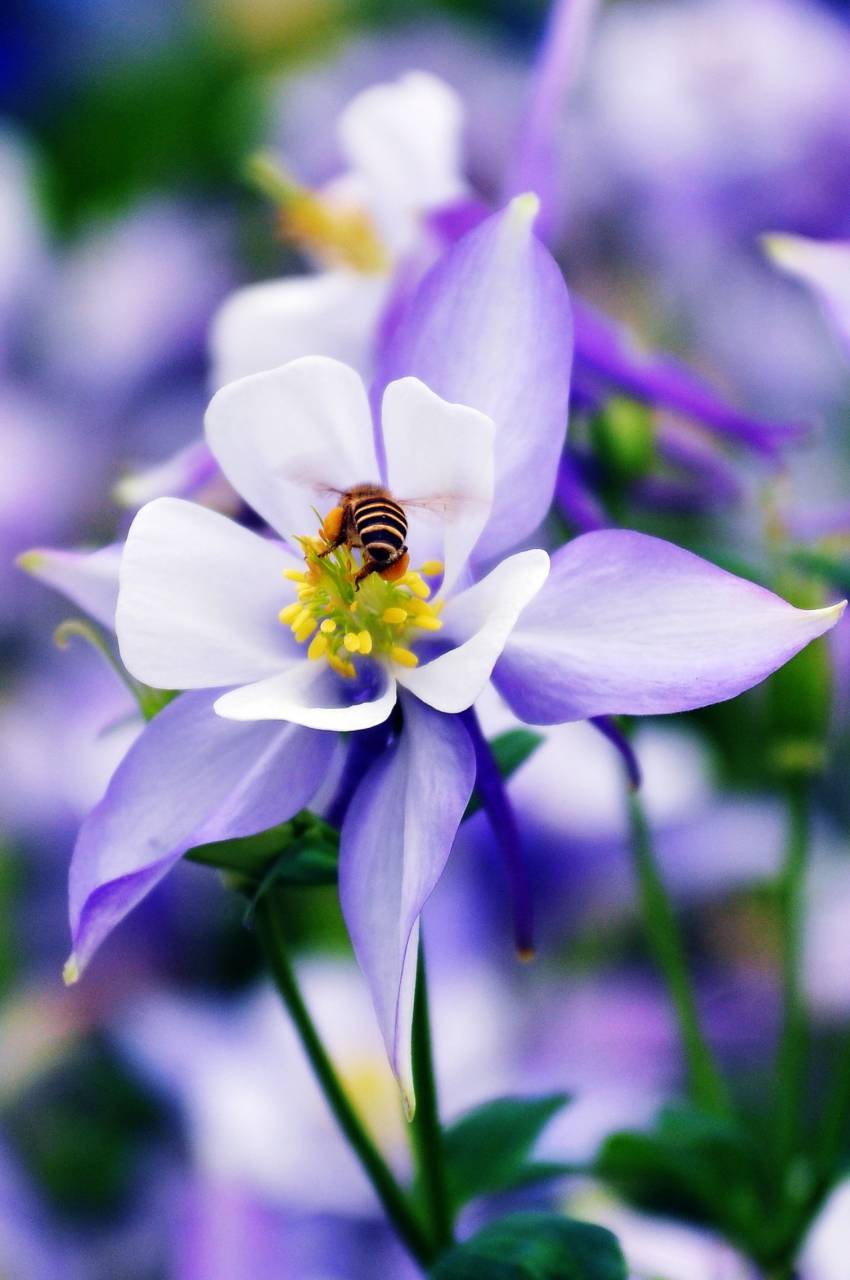 flower, bee, nature, insect, purple
, 