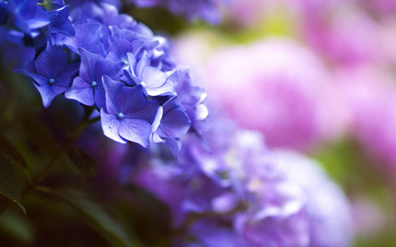 Flores, naturaleza, flores, hojas, cama, campo, racimos, rosa, azul, púrpura, pétalos, macro, todavía, bokeh,