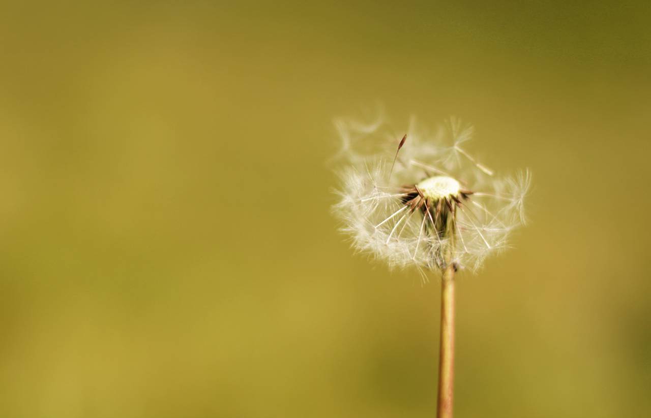 flowers, nature, blossoms, white, stems, petals, leaves, macro, bokeh, outdoors, dandelions, wish, blow, green
, 