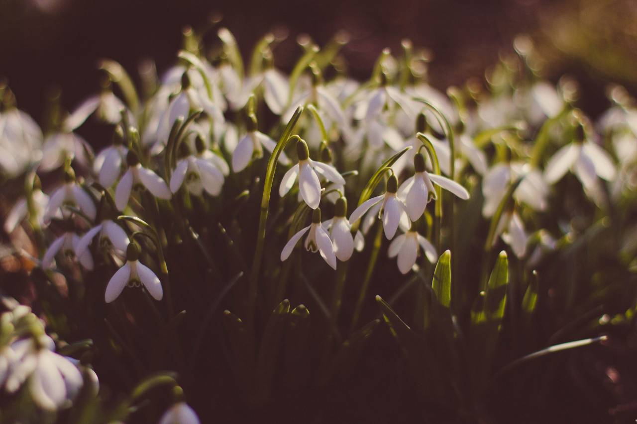 green, leaf, plant, nature, blur, farm, field, garden, outdoor, flower, bokeh
, 
