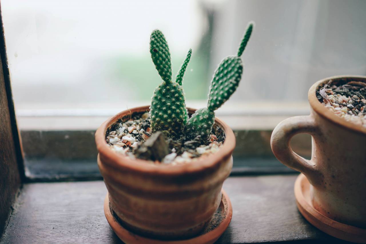 green, plants, cactus, pot, window, glass
, 