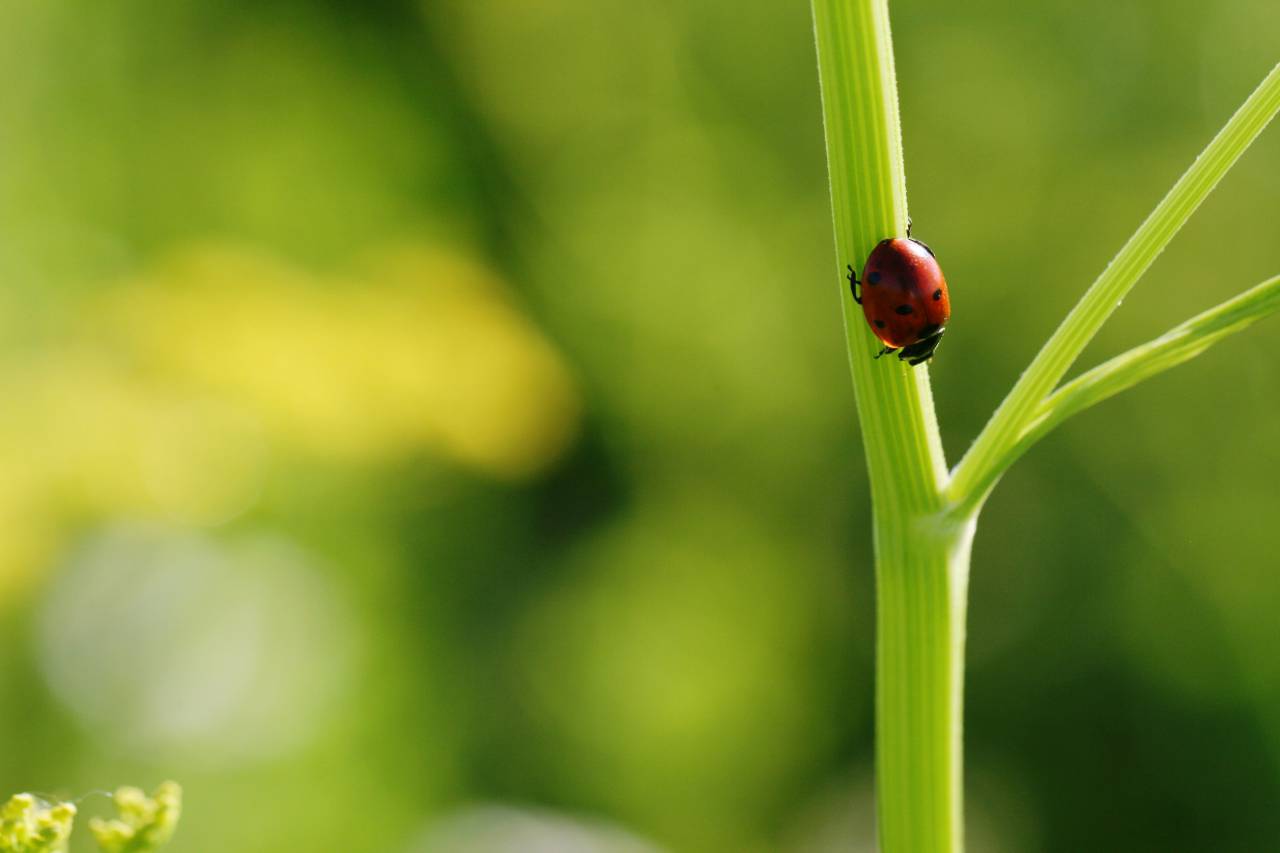 ladybug, close up, nature, bug, green, macro, insect, wildlife, beetle, plant, stem, small, red, environment, wallpaper
, 