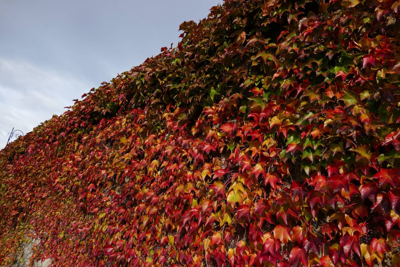 Hoja, hojas, clima, otoño, colorido, otoño,