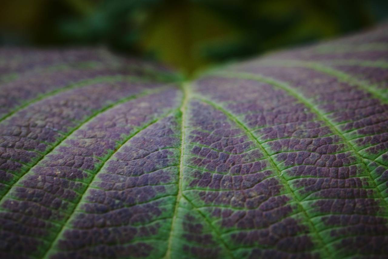 Hoja, macro, fondo, natural, patrón, textura, de cerca, detalle, naturaleza, planta, medio ambiente, botánica, flora, resumen,