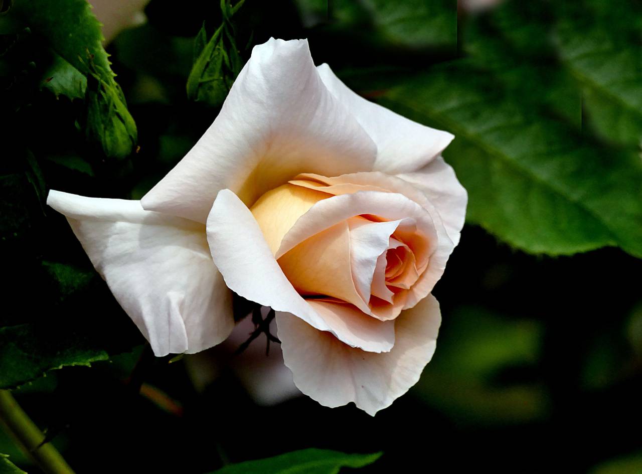 Macro, blanco, rosa, flor, jardín, naturaleza, al aire libre, flor, flor, botánica, pétalos, hojas frescas,