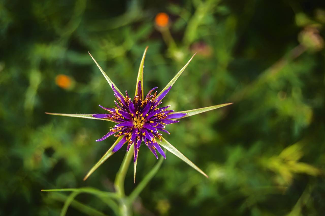 naturaleza, flor, hojas, primavera, floración,