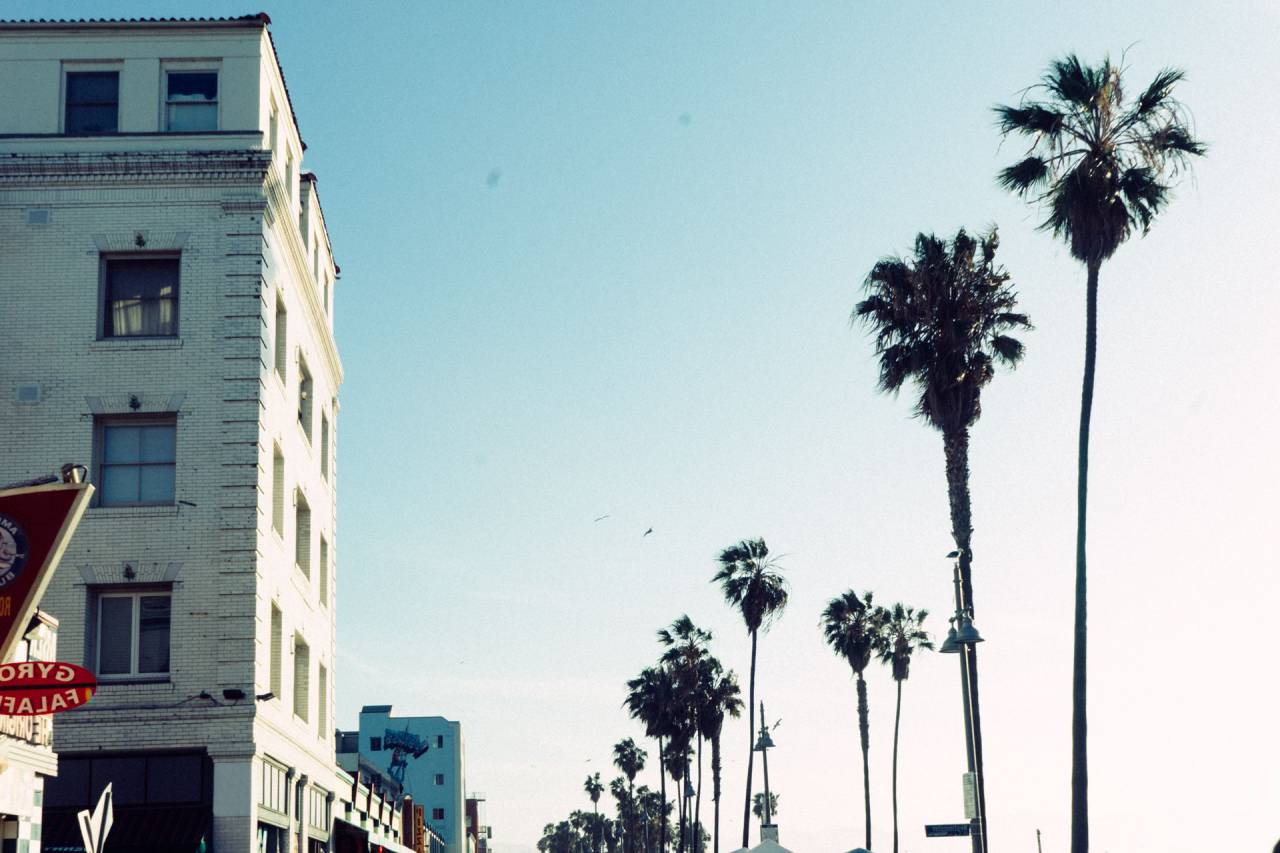 palm trees, sunshine, sunny, summer, blue, sky, buildings, city, gyro, falafel
, 