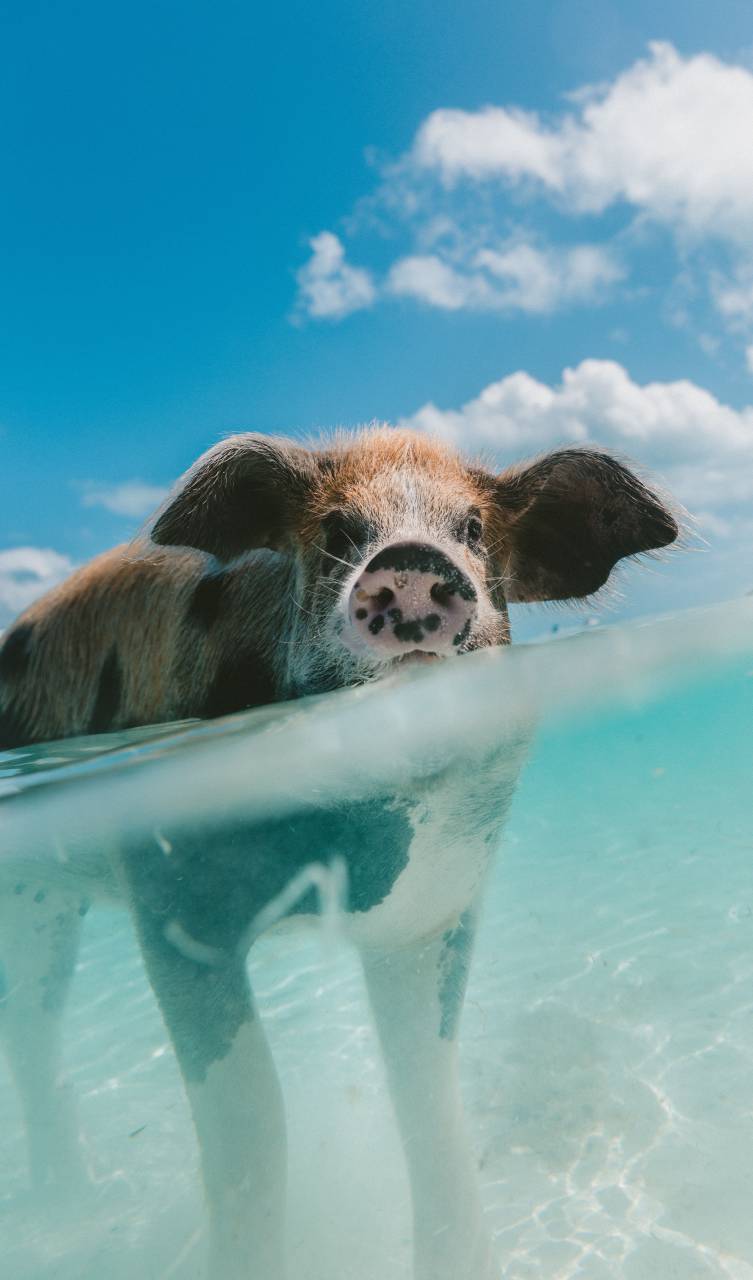 pig, animal, snout, clouds, sky, water, nature
, 
