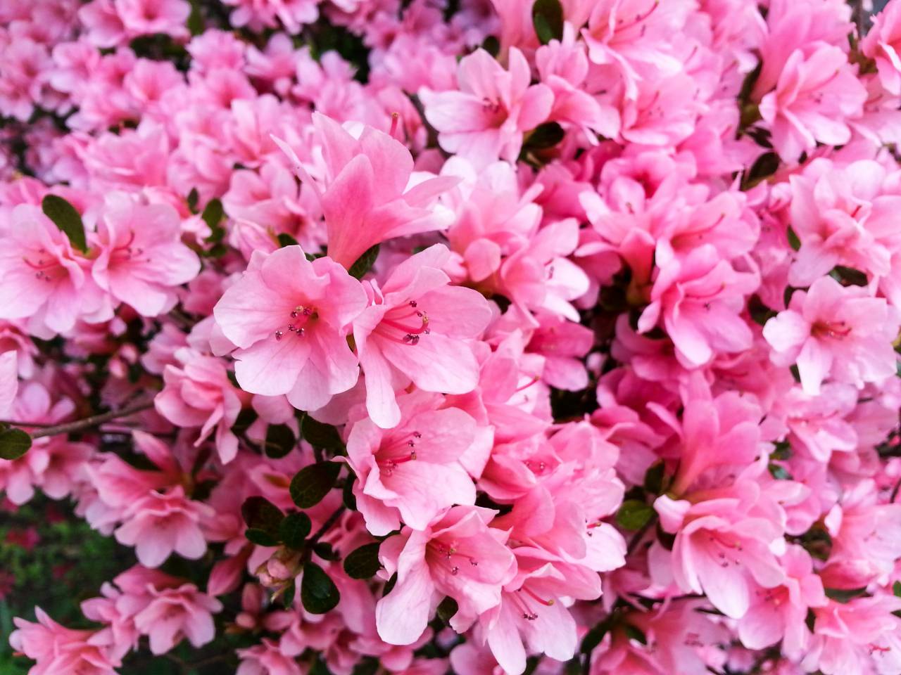 pink, flowers, garden, nature
, 