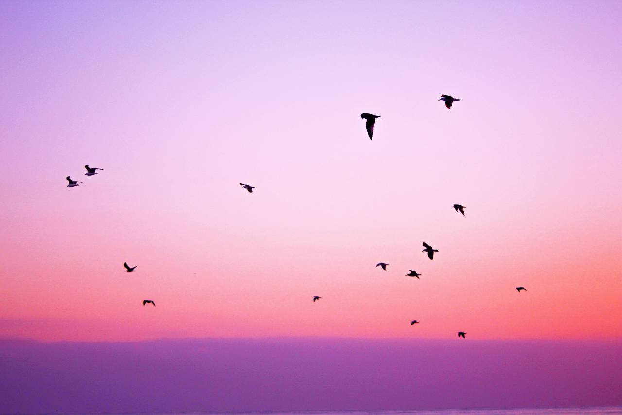 pink, purple, sky, birds, flying, animals, sunset, dusk
, 