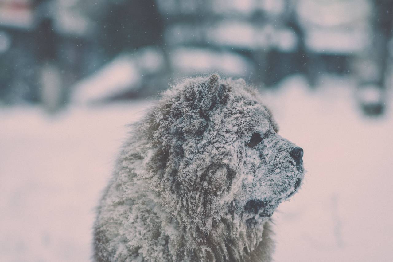 La nieve, el invierno, el blanco, el frío, el clima, el hielo, la naturaleza, el Ártico, animales, osos,