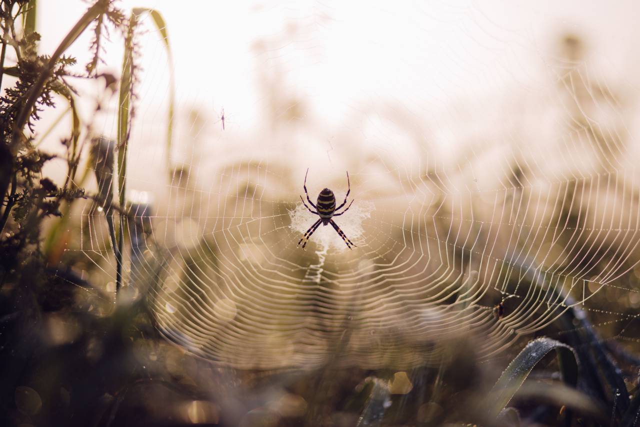 Araña, web, insectos, animales, césped, exterior, aventura, desenfoque, la luz del sol, el bokeh,