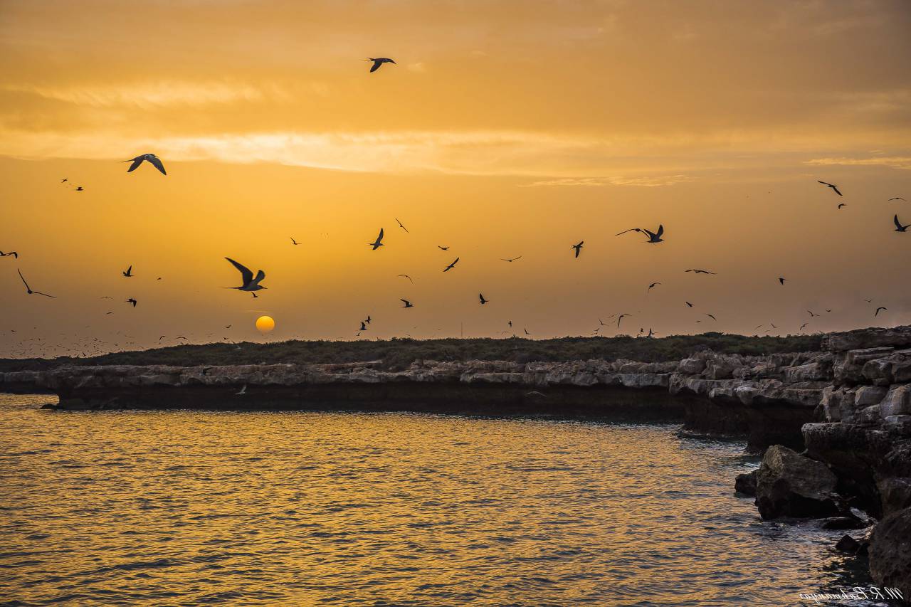 puesta de sol, pájaros, mar, playa, roca, naranja, bandada, mosca,