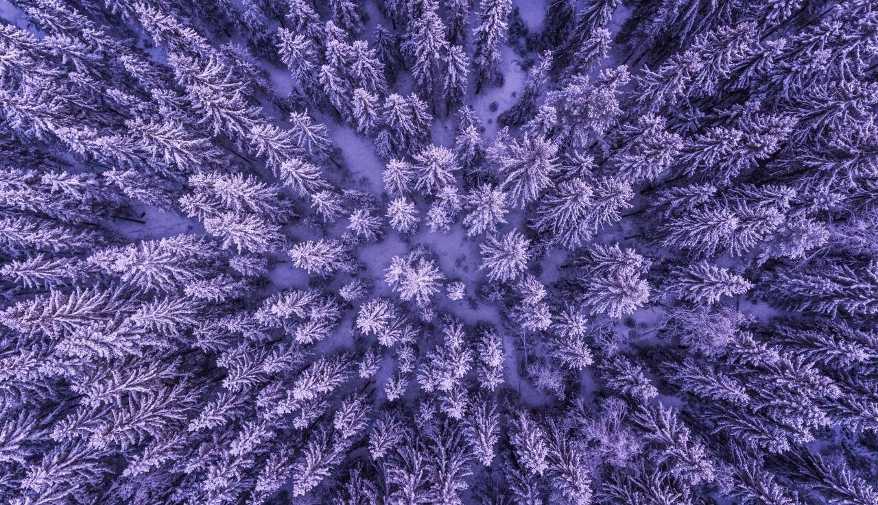 top view, plants, trees, pine, aerial, snow, ice, frozen, forest, nature
, 