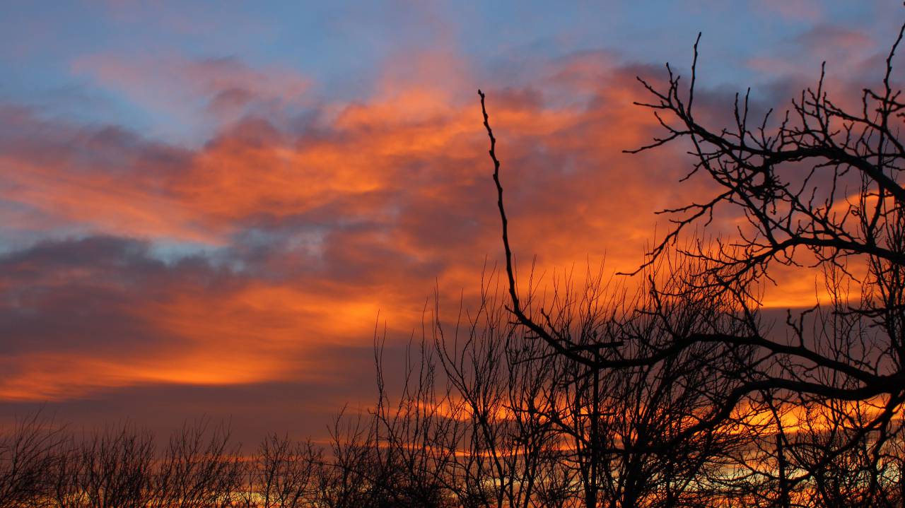 trees, nature, clouds, sky, stems, autumn, sunset, orange
, 