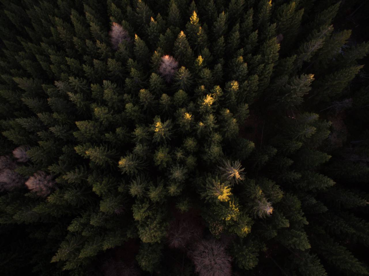 Árboles, planta, aérea, vista, otoño, oscuro, bosque,