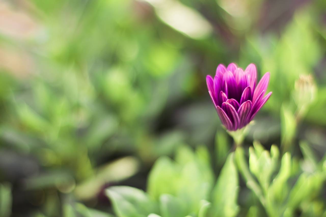 Violeta, flor, pétalo, flor, naturaleza, planta, jardín, desenfoque, jardín,