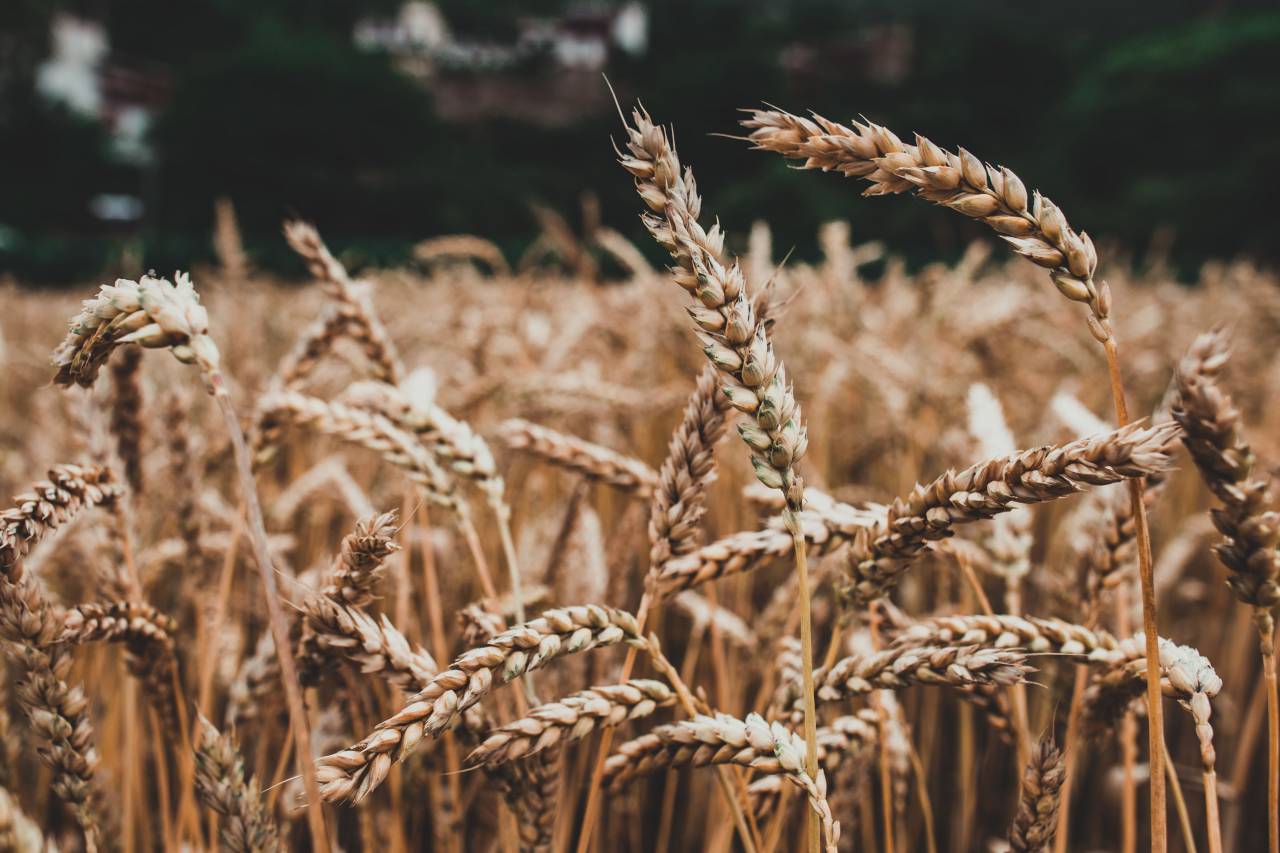 Wheat, Barley, Cereal, Grass
, 