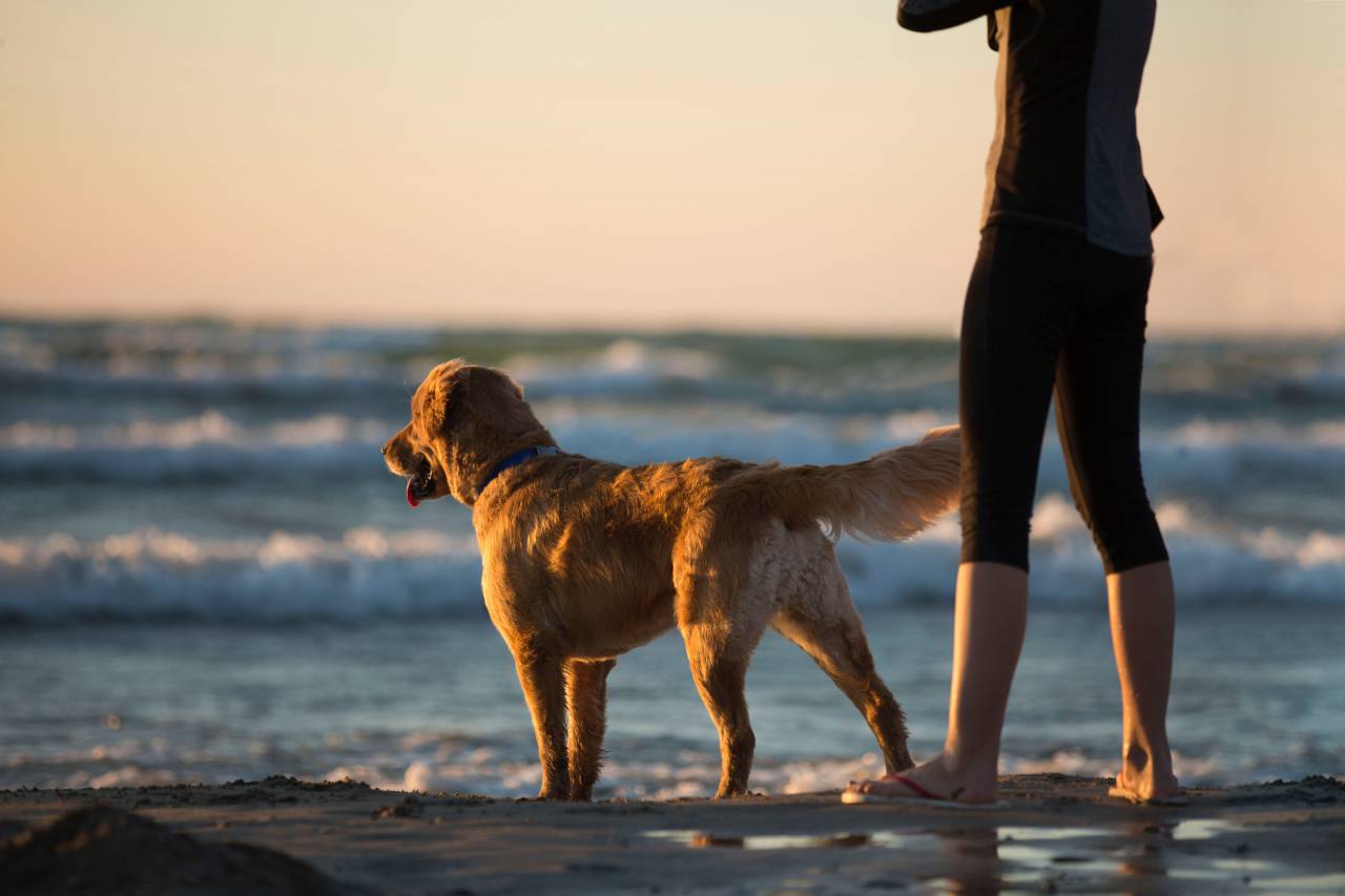 woman, dog, beach, sea, ocean, retriever, labrador, golden, golden hour, leggings, waves, surf, sand
, 