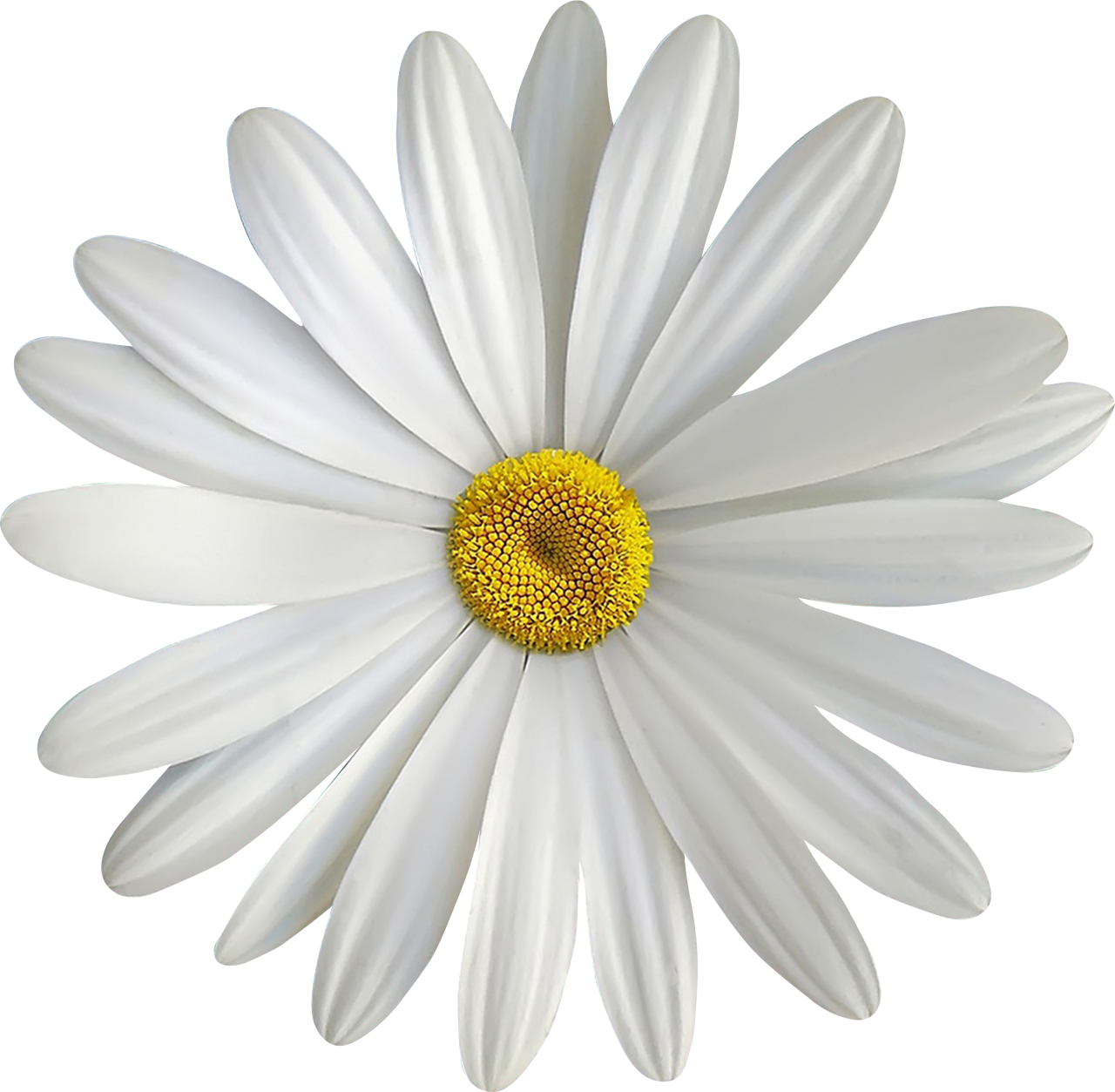  Flower,overlay,png,nature,flower,plant,daisy,summer,close-up,petal,single flower,beauty in nature,flower head,backgrounds,springtime,yellow,green color,macro,freshness,outdoors,leaf,blossom,chamomile