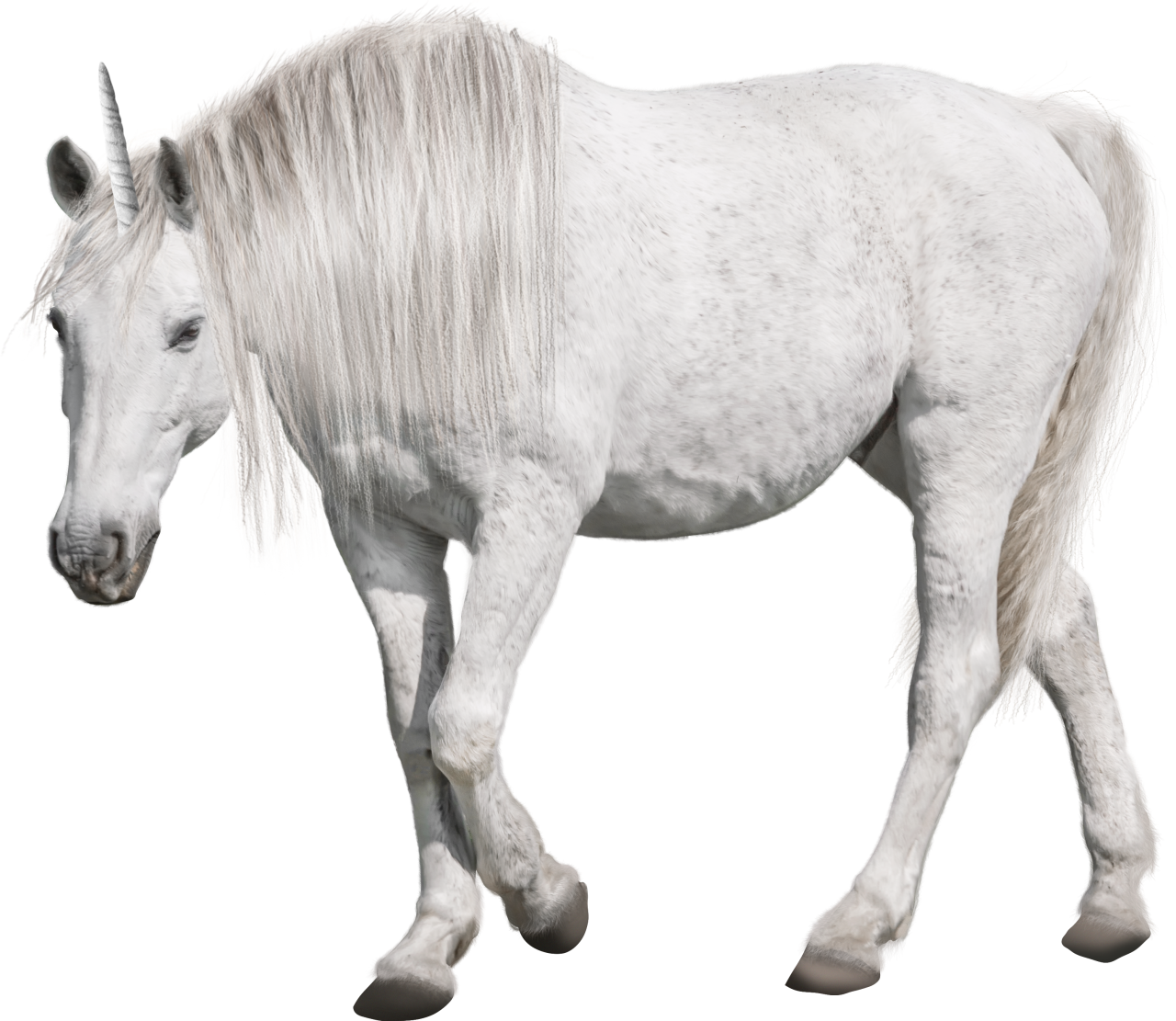  unicorn,overlay,png,animal,horse,mammal,farm,stallion,nature,livestock,domestic animals,outdoors