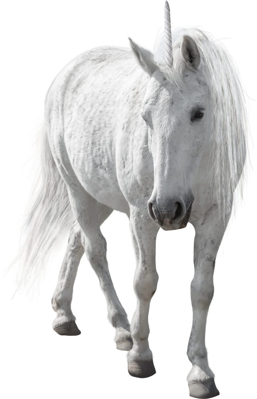  unicorn,overlay,png,animal,horse,mammal,stallion,nature,farm,animal head,mare,livestock,domestic animals,outdoors
