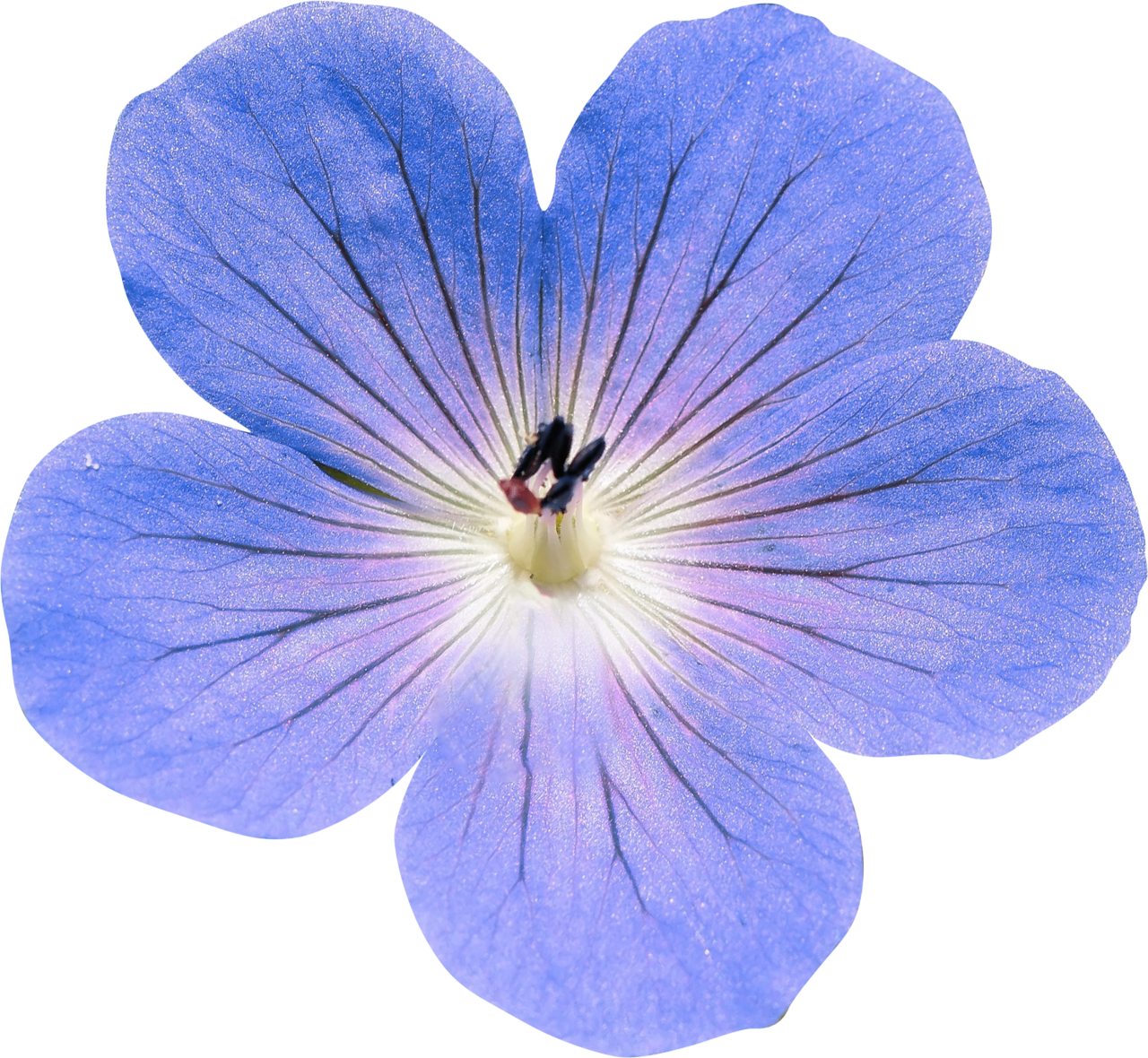  Flower,overlay,png,nature,close-up,plant,flower,petal,leaf,beauty in nature,single flower,flower head,summer,blue,macro,botany,black background,purple,blossom,backgrounds