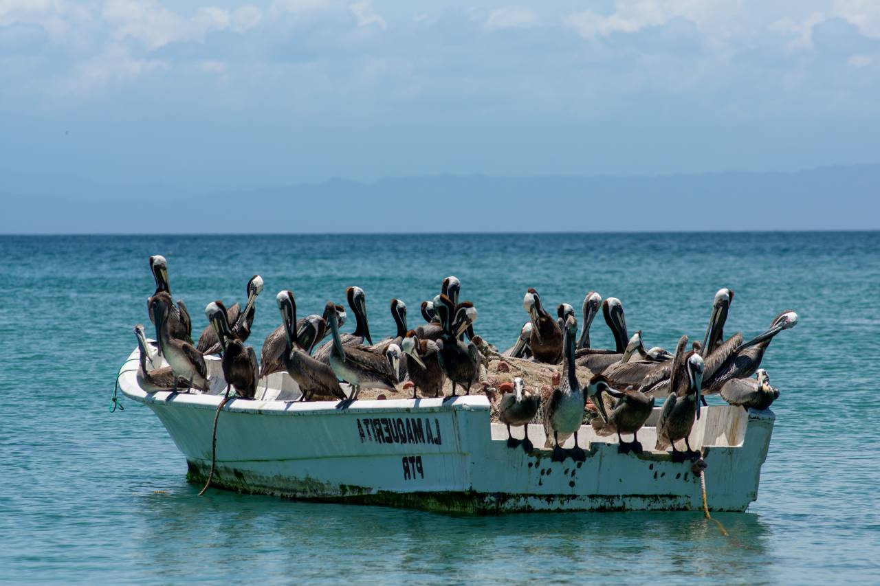 sea, fishing, margarita, caribbean, venezuela, isla, island, natural, pelican, nature, resting, landscape, green, new, state, bird, white, ecology, beautiful, water, coast, boat, sparta, tropical, red, standing, atlantic, warm, blue, daylight, port, background, waterfront, colorful, rock, ship, america, wave, scenery, american, waiting, color, beauty, boats, birds, trees, pelicans, beach, travel, village, 