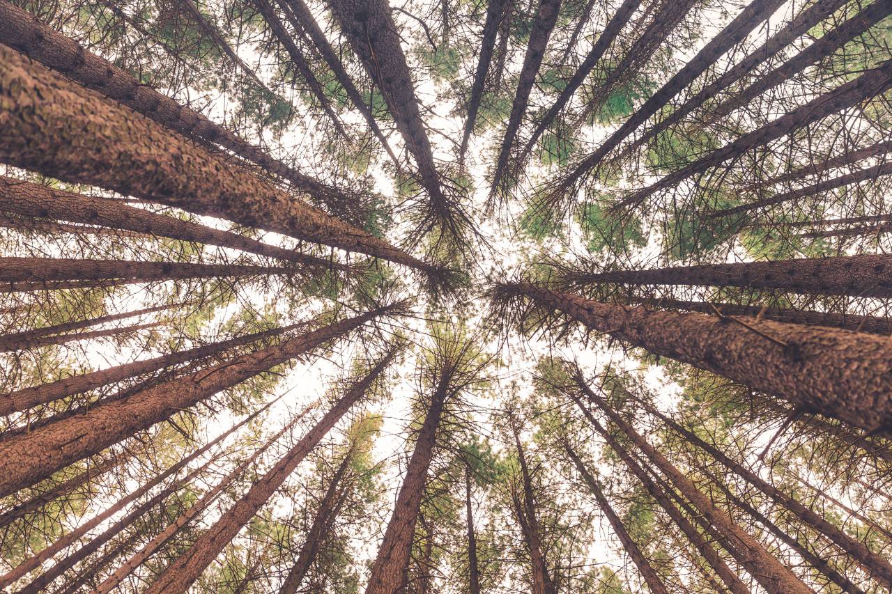 forest,forest,nature,tree,leaf,outdoors,plant,sunlight,branch,tree trunk,summer,growth,green color,environment,backgrounds,landscape,day, 