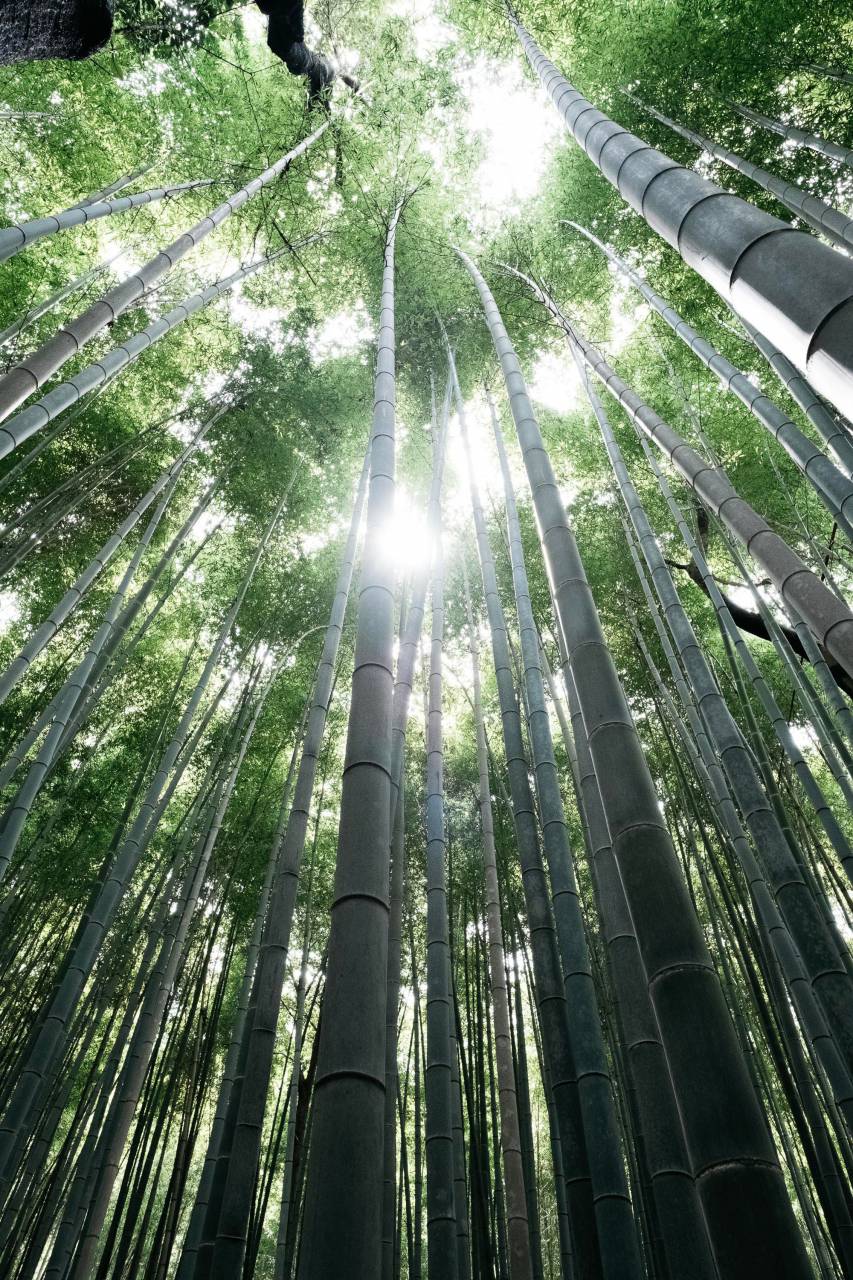 bamboo forest,nature,forest,plant,bamboo,green color,leaf,outdoors,tree,growth,bamboo grove,branch,summer,japanese culture,sunlight,day,tranquil scene,environment,backgrounds,beauty in nature,tropical climate, 