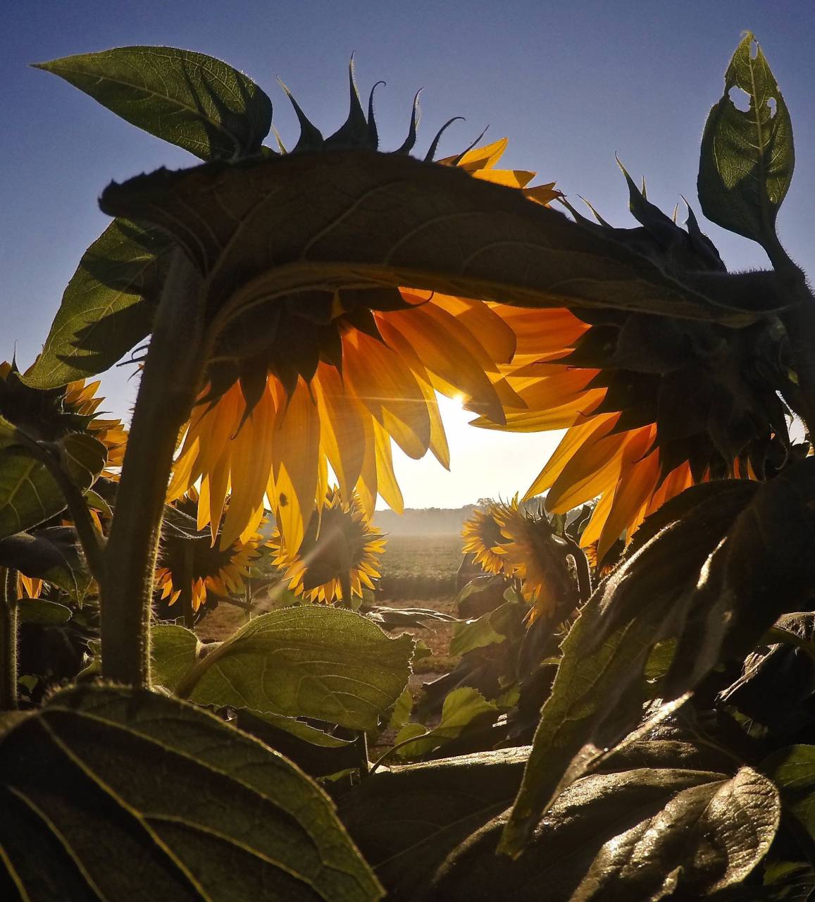sunflowers,leaf,nature,yellow,plant,outdoors,close-up,summer,green color,autumn,agriculture,growth,sunlight,tree,multi colored,rural scene,season,sun,beauty in nature, 