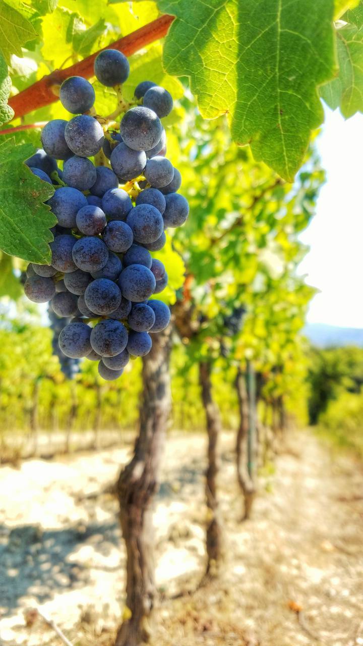 vineyard,grape,agriculture,nature,vineyard,fruit,rural scene,farm,outdoors,leaf,winery,growth,winemaking,bunch,freshness,plant,ripe,summer,wine,autumn,green color,food,organic,sunlight,blue, 