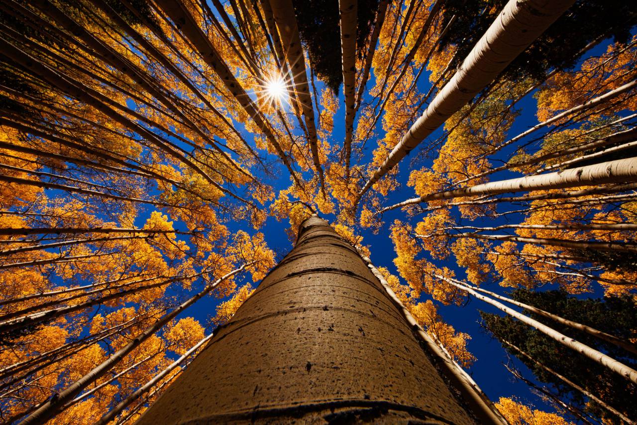 tree trunk;forest,tree,nature,forest,outdoors,autumn,yellow,leaf,sunlight,tree trunk,low angle view,blue,season,branch, 