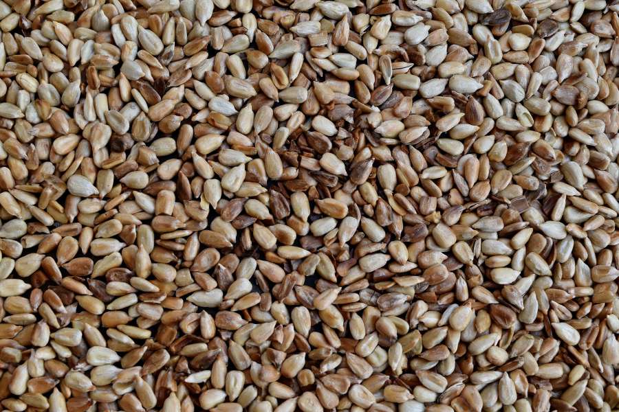 kernel, seed, sunflower seed, brown, dry 